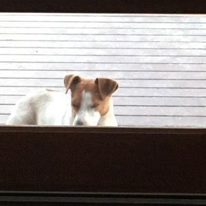 Meet your Posher, Carina